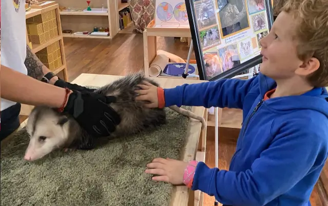 a child petting a possum